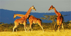 The Game Reserve