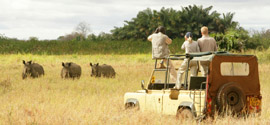 Kenyan Safari