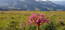South African Pleasure