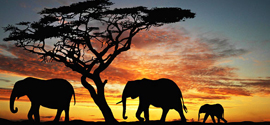 Trip to Kenya