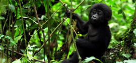 Gorillas Troop